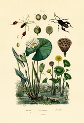 Sacred Lotus